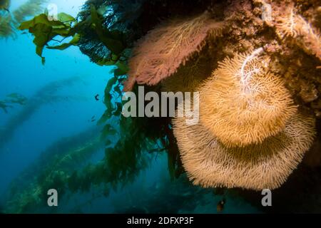 Gorgonia Sea Fans beim TAUCHEN auf Catalina Island, Kalifornien Stockfoto