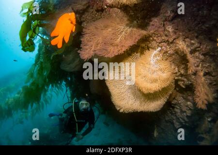 Gorgonia Sea Fans beim TAUCHEN auf Catalina Island, Kalifornien Stockfoto