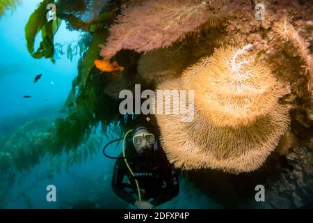 Gorgonia Sea Fans beim TAUCHEN auf Catalina Island, Kalifornien Stockfoto