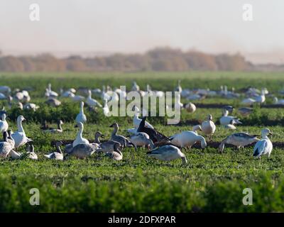 Schwärme von Schneegänsen, Anser caerulescens, im Sonny Bono Salton Sea National Wildlife Refuge, Kalifornien, USA Stockfoto