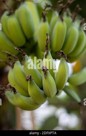 Wachsende grüne Bananenbündel im Garten Nahaufnahme Stockfoto