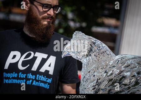 PETA Hitzewelle Protest. Die Tierrechtsaktivisten PETA platzieren ein Trio von tierischen Eisskulpturen, darunter eine Kuh, ein Schwein und ein Huhn, um langsam zu schmelzen, London Stockfoto