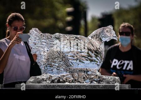 PETA Hitzewelle Protest. Die Tierrechtsaktivisten PETA platzieren ein Trio von tierischen Eisskulpturen, darunter eine Kuh, ein Schwein und ein Huhn, um langsam zu schmelzen, London Stockfoto