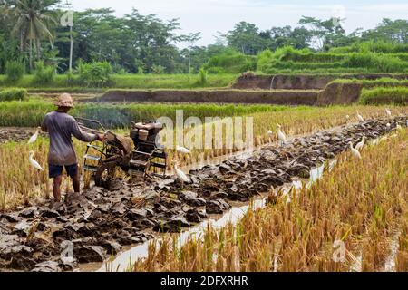 Indonesischer Bauer Mann pflügen von zwei-Rad-Traktor terrassenförmig Reisfeld. Traditionelle Reisplantagen, Landwirtschaft in Bali, Java Inseldörfer. Stockfoto