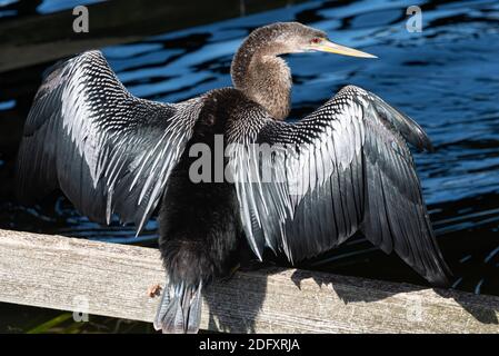 Sonnenanhinga (Anhinga anhinga) am Lake Apopka im Winter Garden, Florida. (USA) Stockfoto