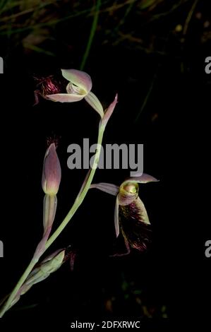 Es gibt mehrere Arten von Bartorchideen - alle mit dem charakteristischen roten Bart. Diese wird Rote Bartorchidee (Calochilus Paludosus) genannt. Stockfoto