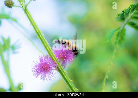 Bienen auf Blütenpollen im Wald mit grüner Natur. Stockfoto