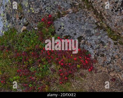 Blick auf Cornus suecica (Zwergkornell, Bunchbeere) Busch mit reifen roten Beeren und lila verfärbten Blättern auf Felsen im Spätsommer. Stockfoto