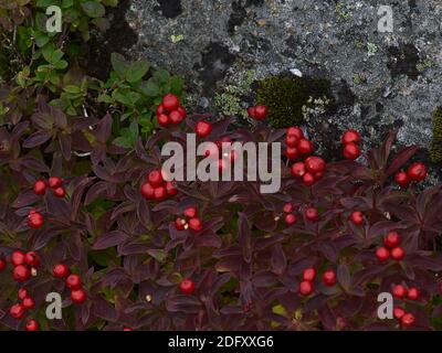 Nahaufnahme von Cornus suecica (Zwergkornell, Bunchbeere) Busch mit reifen roten Beeren und lila verfärbten Blättern zwischen Felsen im Spätsommer. Stockfoto