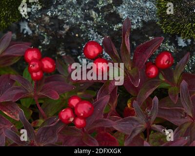 Nahaufnahme des Cornus suecica (Zwergkornell, Bunchbeere) Busches mit reifen roten Beeren und lila verfärbten Blättern in der Nähe von Digermulen, Norwegen. Stockfoto