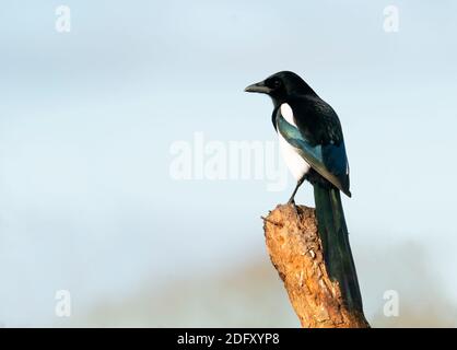 Eine Magpie (Pica pica), die auf einem Baumstumpf in Warwickshire thront Stockfoto