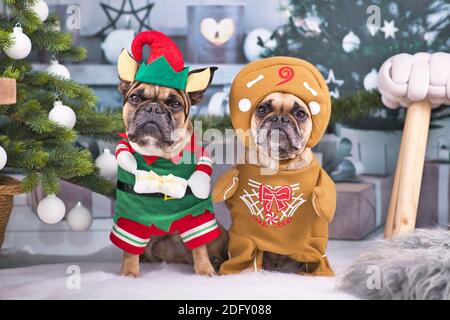 Ein Paar festliche französische Bulldoggen in lustigen Weihnachtskostümen Verkleidet als Weihnachtself mit Hut und Geschenk und Lebkuchenmann, der neben t steht Stockfoto