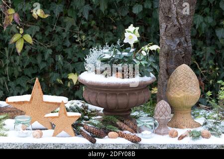 Wintergartendekoration mit helleborus niger in Pflanzenvase und Holzsterne Stockfoto