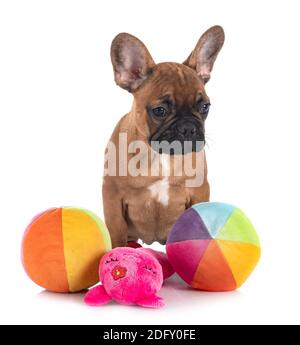 französische Bulldogge vor weißem Hintergrund Stockfoto
