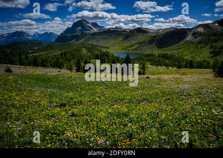 Wildblumen blühen am Healy Pass Trail im Sommer Stockfoto