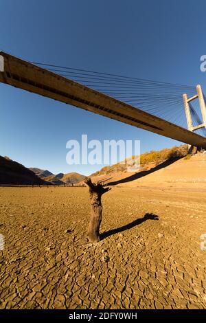 Alte trockene Bäume in einem trockenen Boden im Boden Eines Reservoirs Stockfoto