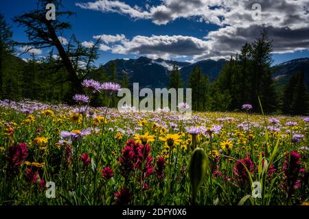 Wildblumen blühen am Healy Pass Trail im Sommer Stockfoto