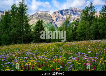 Wildblumen blühen am Healy Pass Trail im Sommer Stockfoto