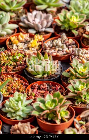 Saftige Pflanzen mit blühender echeveria Stockfoto