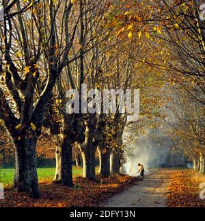 Avenue of London Platanen im Herbst Stockfoto