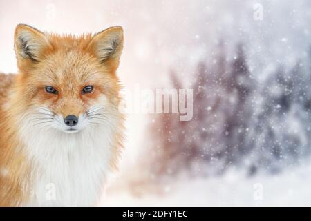 Portrait Rotfuchs, Vulpes vulpes, schönes Tier auf Winterhintergrund. Wildtiere Natur Stockfoto
