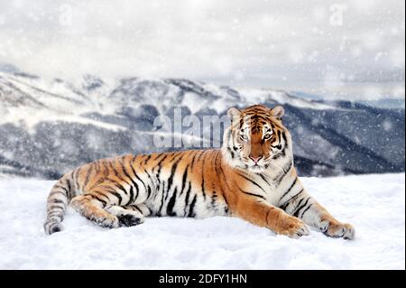 Schließen schöner wilder sibirischer Tiger auf Schnee Stockfoto