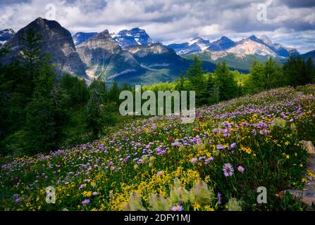 Wildblumen blühen am Healy Pass Trail im Sommer Stockfoto