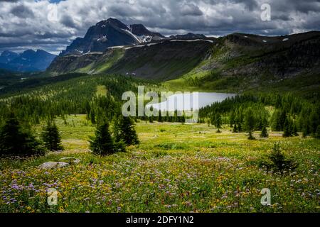 Wildblumen blühen am Healy Pass Trail im Sommer Stockfoto