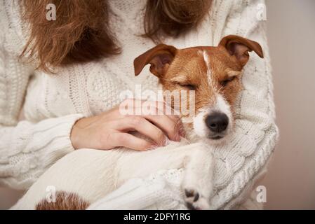 Hund schläft auf Frauenhänden. Haustierpflegekonzept Stockfoto