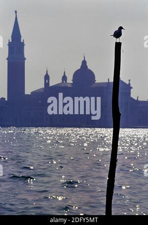 Nahaufnahme einer Möwe, die auf einem Liegeplatz steht Pole im Canal Grande Venedig Stockfoto