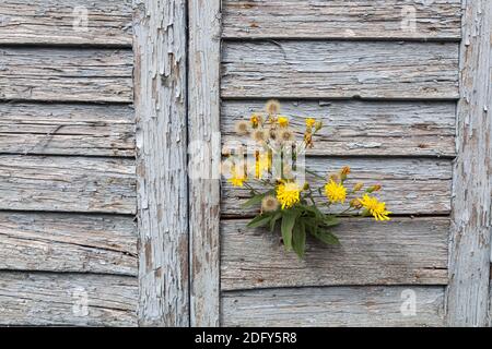 Geographie / Reisen, Schweden, Vaestra Goetalands laen, Blume wächst aus dem Verschluss, Additional-Rights-Clearance-Info-not-available Stockfoto