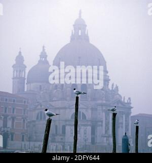 Venedig ein Blick über die Lagune zur Kirche von Santa Maria della Saute im Morgennebel mit vier Möwen auf Anlegepfosten mit Foregrou thront Stockfoto