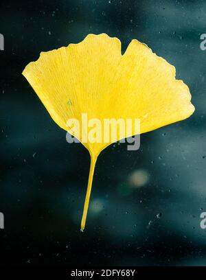 Gelbes Ginkgo Biloba Blatt auf Glasfenster, Regentropfen auf dem Glas Stockfoto