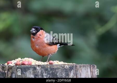 Männliche Gimpel auf einem Fütterungsstamm in einem Waldgebiet Stockfoto