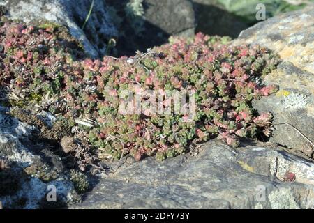 Englisch Stonecrop ( Sedum anglicum ) Wildflower Sukkulent Plant Growing in a Rocky Setting, UK Stockfoto