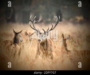 Rothirsche sind im langen Gras auf einem zu sehen Kalter Winternachmittag im Richmond Park am 6. Dezember 2020 Stockfoto