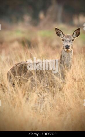 Rothirsche sind im langen Gras auf einem zu sehen Kalter Winternachmittag im Richmond Park am 6. Dezember 2020 Stockfoto