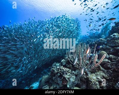 Bait Ball, Schule von Fischen in türkisfarbenem Wasser von Korallenriff in der Karibik, Curacao mit Korallen und Schwamm Stockfoto