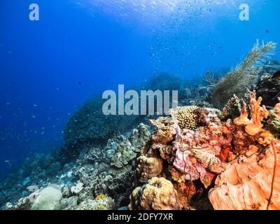 Bait Ball, Schule von Fischen in türkisfarbenem Wasser von Korallenriff in der Karibik, Curacao mit Korallen und Schwamm Stockfoto