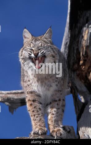 Bobcat, Lynx Rufus, Erwachsene Gähnen gegen blauen Himmel, Kanada Stockfoto