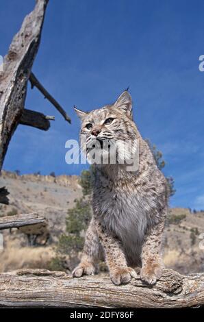 Bobcat, Luchs rufus, Erwachsener steht im Baum gegen den blauen Himmel, Kanada Stockfoto