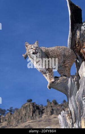 Bobcat, Luchs rufus, Erwachsener steht im Baum gegen den blauen Himmel, Kanada Stockfoto