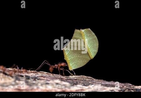 Blatt Scherblock Ameise, Atta sp, Erwachsenen tragen Blatt, Ameisenhaufen, Costa Rica Stockfoto