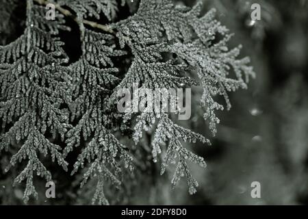 Gefrorene Zweige wurden in den frostigen frühen Morgen gegessen. Stockfoto