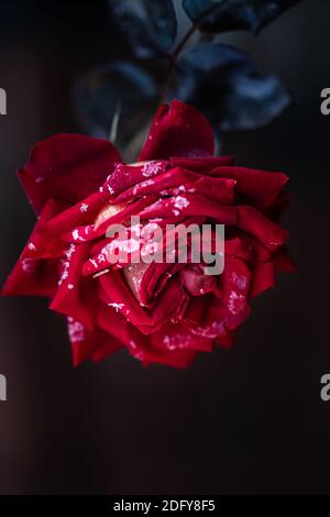 Die rote Rose ist an einem frühen frostigen Morgen mit Frost bedeckt. Stockfoto