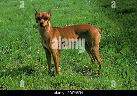 Deutscher Pinscher Hund mit Sonnenbrille (Alte Standardrasse mit geschnittenen Ohren) Stockfoto