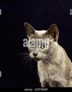 Blaue burmesische Hauskatze, Porträt von Erwachsenen hinteren Hintergrund Stockfoto