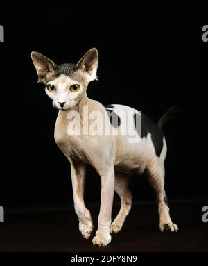 Sphynx Hauskatze, haarlose Katze, Erwachsener steht auf schwarzem Hintergrund Stockfoto