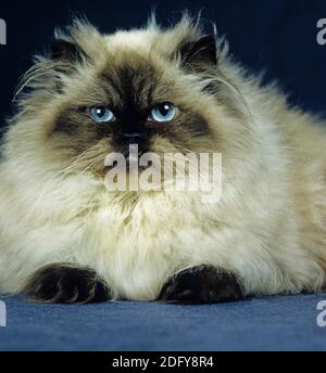 Colourpoint Seal Point Persian Domestic Cat Stockfoto