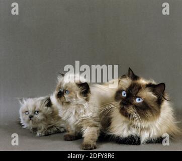 Colourpoint Seal Point Perser Hauskatze, weiblich mit Kätzchen Stockfoto